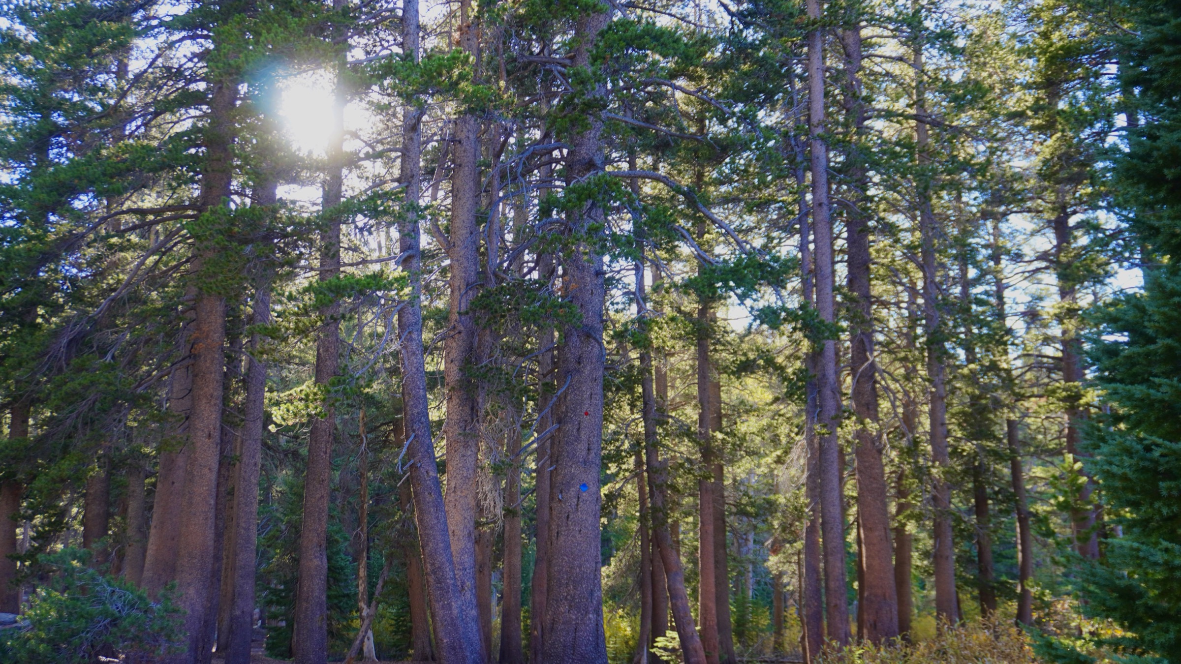 Sunlight filtering through tall pine trees in the Mammoth Lakes area